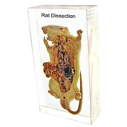 Научный экспонат Внутреннее строение крысы