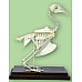 Научный экспонат Скелет голубя
