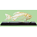 Научный экспонат Скелет костистой рыбы