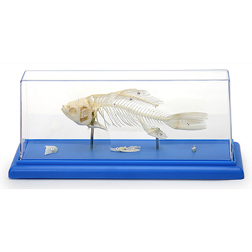 Научный экспонат Скелет костистой рыбы