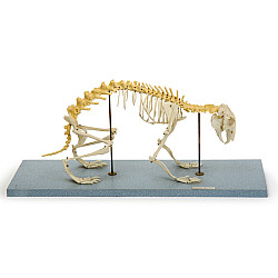 Научный экспонат Скелет кролика