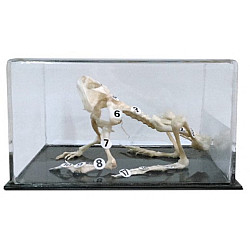 Науковий експонат Скелет жаби