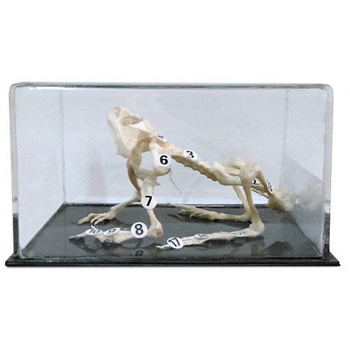 Научный экспонат Скелет лягушки
