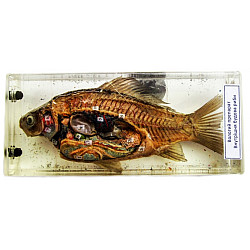 Науковий експонат внутрішня і зовнішня будова риби