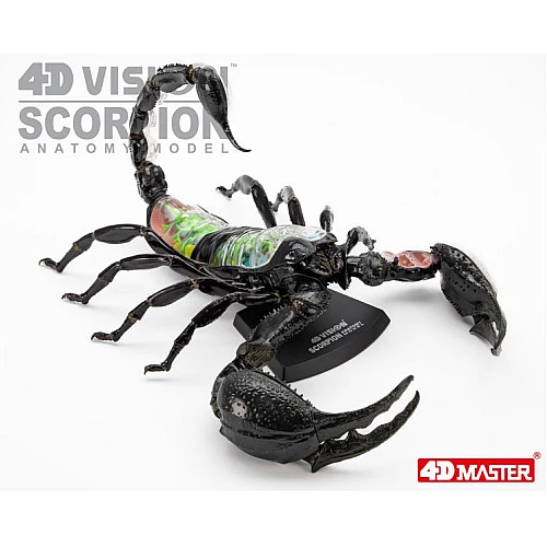 Анатомическая модель Скорпион (29 деталей) от 4D Master Анатомическая модель Скорпион (29 деталей) от 4D Master