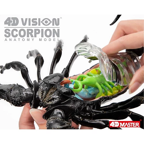 Анатомическая модель Скорпион (29 деталей) от 4D Master Анатомическая модель Скорпион (29 деталей) от 4D Master