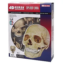 Обучающая анатомическая модель Череп человека от 4D Master