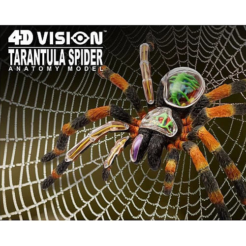 Анатомическая модель Паук тарантул (33 детали) от 4D Master Анатомическая модель Паук тарантул (33 детали) от 4D Master