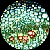 Науковий набір Слайди (25 шт) від AmScope
