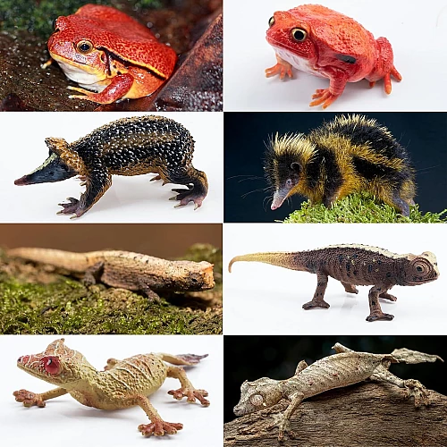 Розвиваючий набір міні фігурки Тварини Мадагаскару (12 шт) від Toymany