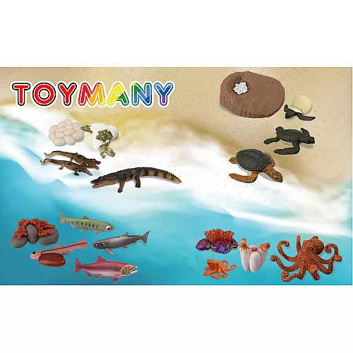 Развивающий набор фигурки Жизненный цикл морских животных (17 шт) от Toymany Развивающий набор фигурки Жизненный цикл морских животных (17 шт) от Toymany