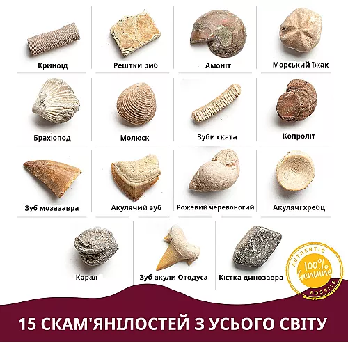 Развивающий STEM-набор Ископаемые (15 ископаемых) Развивающий STEM-набор Ископаемые (15 ископаемых)