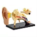 Розвиваючий набір анатомічний конструктор Вухо (7,7 см) від Edu-Toys
