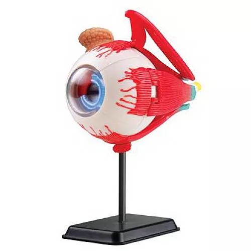 Развивающий набор анатомический конструктор Глазное яблоко (14 см) от Edu-Toys Развивающий набор анатомический конструктор Глазное яблоко (14 см) от Edu-Toys