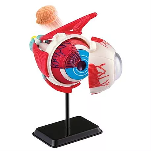 Развивающий набор анатомический конструктор Глазное яблоко (14 см) от Edu-Toys Развивающий набор анатомический конструктор Глазное яблоко (14 см) от Edu-Toys