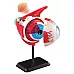 Развивающий набор анатомический конструктор Глазное яблоко (14 см) от Edu-Toys