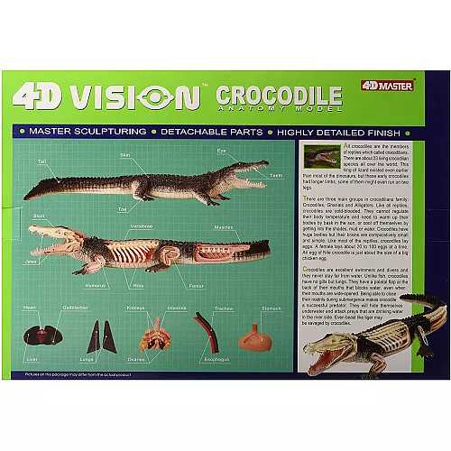 Анатомическая модель Крокодил от 4D Master Анатомическая модель Крокодил от 4D Master