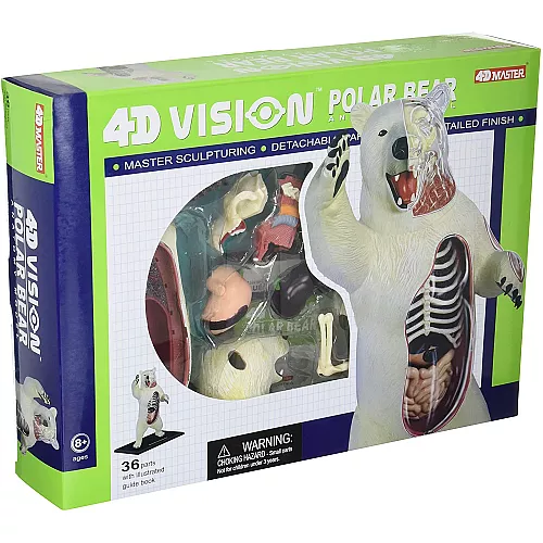 Анатомическая модель Белый медведь от 4D Master