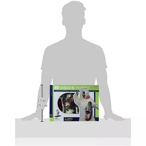 Анатомическая модель Белый медведь от 4D Master