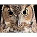 Настольная игра пазлы Сова от NATIONAL GEOGRAPHIC