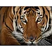 Настольная игра пазлы Тигр от NATIONAL GEOGRAPHIC