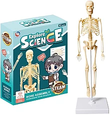 3D модель человеческого скелета от Obetty