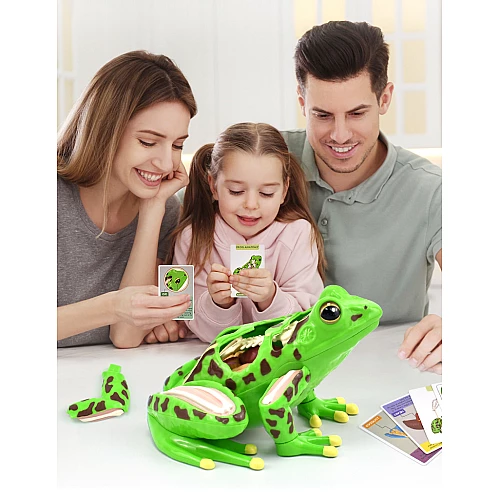 Анатомическая модель лягушки от Obetty