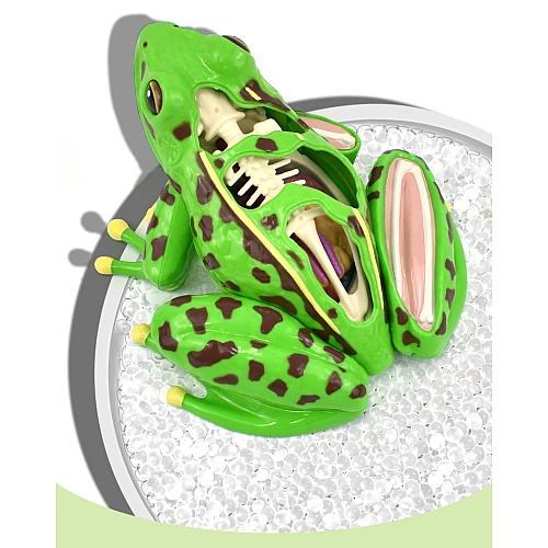 Анатомическая модель лягушки от Obetty