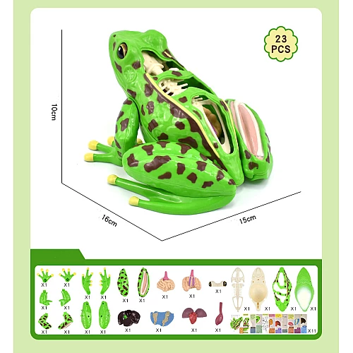 Анатомическая модель лягушки от Obetty