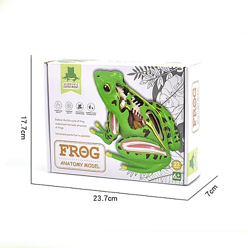 Анатомическая модель лягушки от Obetty