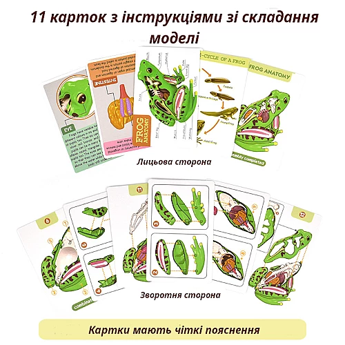 Анатомическая модель лягушки от Obetty