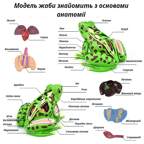 Анатомическая модель лягушки от Obetty