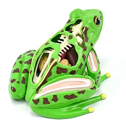 Анатомічна модель жаби від Obetty