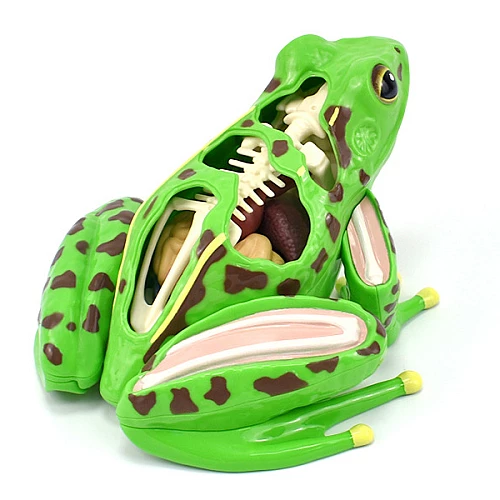 Анатомическая модель лягушки от Obetty