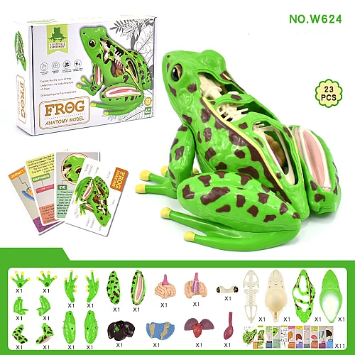 Анатомическая модель лягушки от Obetty