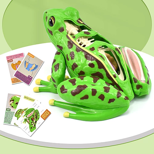 Анатомическая модель лягушки от Obetty