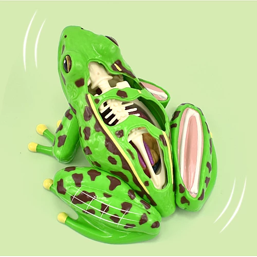 Анатомическая модель лягушки от Obetty
