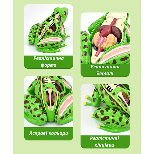 Анатомическая модель лягушки от Obetty