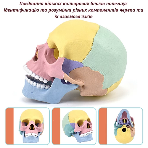 Модель человеческого черепа от Obetty