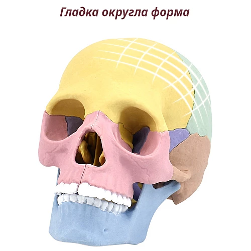 Модель человеческого черепа от Obetty