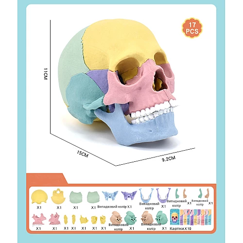 Модель человеческого черепа от Obetty