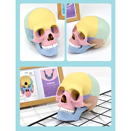 Модель человеческого черепа от Obetty