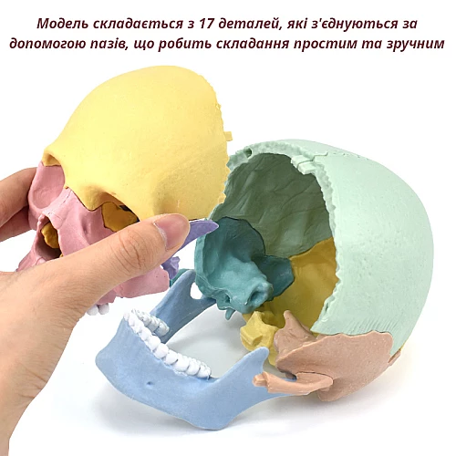 Модель человеческого черепа от Obetty