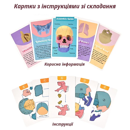 Модель человеческого черепа от Obetty