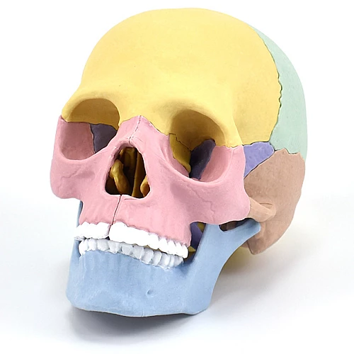 Модель человеческого черепа от Obetty