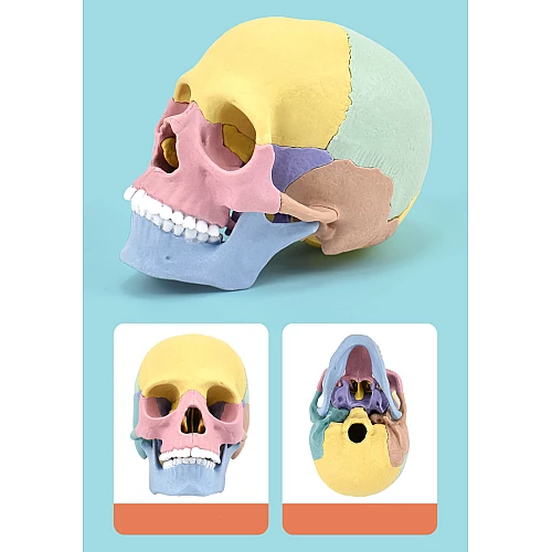 Модель человеческого черепа от Obetty