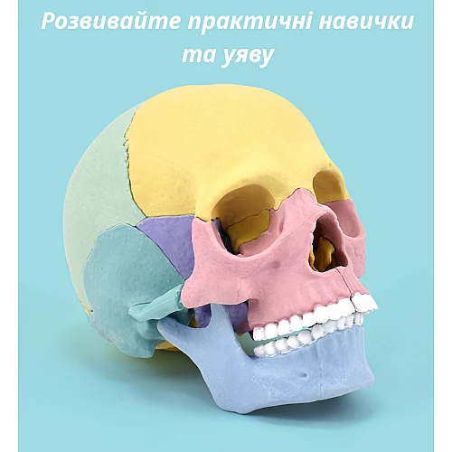 Модель человеческого черепа от Obetty