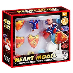 Обучающий набор Сердцке человека (31 деталь) от Obetty