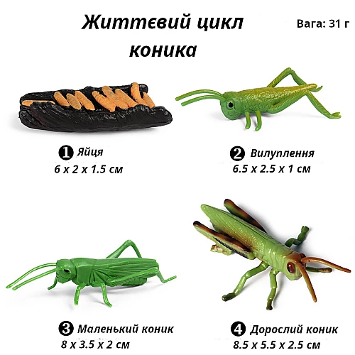Набір фігурок Життєвий цикл коника-сарани (4 шт) від Obetty