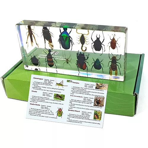 Научный набор Жуки насекомые (12 шт) от REALBUG Научный набор Жуки насекомые (12 шт) от REALBUG